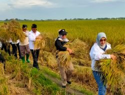Panen Padi di Kabupaten Bekasi naik Tiga Persen,Topang Pangan di Jabar