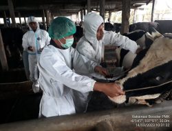 Di Tahun 2023 Kabupaten Bekasi Targetkan 9.000 Ekor Ternak Divaksin