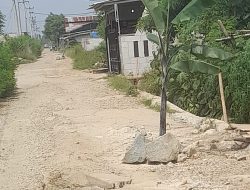 Jalan Rusak Akibat Di Lalui Kendaraan Berat Pengembang Warga Wates Babelan Tanam Pohon Pisang di Tengah Jalan
