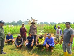 Eceng Gondok Penuhi Situ Ciberem, Warga Dusun 3 Desa Lambang Sari Swadaya Lakukan Pembersihan